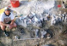 Paleontologists discover largest dinosaur foot ever Brachiosaur foot bones below a tail of a Camarasaurus.