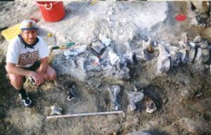 Brachiosaur foot bones below a tail of a Camarasaurus.