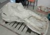 Rare skull of elephant ancestor unveiled in France skull of a mastodon from the Pyrenees