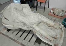 Rare skull of elephant ancestor unveiled in France skull of a mastodon from the Pyrenees