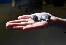 Researchers find the mountain beaver’s ancestor had a larger relative brain size brain inside the cranium