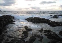 World’s first animals likely caused global warming Ocean