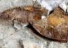160-year-old mystery about the origin of skeletons solved A fossil heterostracan, Errivaspis waynensis, from the early Devonian