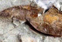 160-year-old mystery about the origin of skeletons solved A fossil heterostracan, Errivaspis waynensis, from the early Devonian
