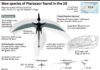 200-million year old Pterosaur ‘built for flying’ Caelestiventus hanseni