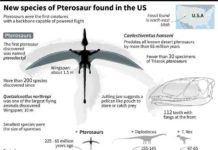 200-million year old Pterosaur ‘built for flying’ Caelestiventus hanseni
