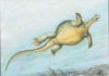 228 million year old fossil sheds light on how turtles evolved Eorhynchochelys