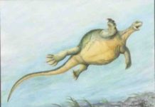228 million year old fossil sheds light on how turtles evolved Eorhynchochelys