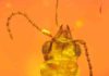 99-million-year-old beetle trapped in amber served as pollinator to evergreen cycads mid-Cretaceous beetle Cretoparacucujus cycadophilus