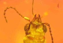 99-million-year-old beetle trapped in amber served as pollinator to evergreen cycads mid-Cretaceous beetle Cretoparacucujus cycadophilus