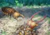 Amber unveils evolution of ancient antlions lacewing larvae