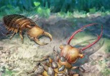 Amber unveils evolution of ancient antlions lacewing larvae