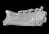 Fossilized fragments of primate jaws and teeth from Africa are changing what researchers thought they knew about when lemurs made it to Madagascar.