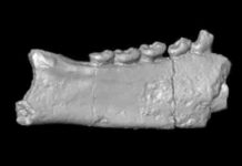 Enigmatic African fossils rewrite story of when lemurs got to Madagascar Fossilized fragments of primate jaws and teeth from Africa are changing what researchers thought they knew about when lemurs made it to Madagascar.
