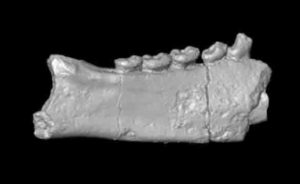 Fossilized fragments of primate jaws and teeth from Africa are changing what researchers thought they knew about when lemurs made it to Madagascar.