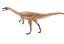 How did alvarezsaurian dinosaurs evolve monodactyl hand? Bannykus resoration