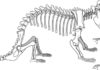Mammal forerunner that reproduced like a reptile sheds light on brain evolution Kayentatherium wellesi