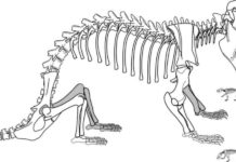 Mammal forerunner that reproduced like a reptile sheds light on brain evolution Kayentatherium wellesi