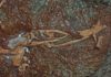 Rare intermediate fossils give researchers insight into evolution of bird-like dinosaur Xiyunykus