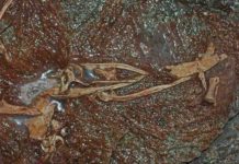 Rare intermediate fossils give researchers insight into evolution of bird-like dinosaur Xiyunykus