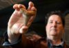Rare teeth from ancient mega-shark found on Australia beach shark tooth