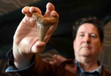 Rare teeth from ancient mega-shark found on Australia beach shark tooth