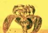 Those fragrances you enjoy? Dinosaurs liked them first Glandular laurel in amber.