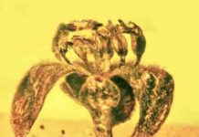 Those fragrances you enjoy? Dinosaurs liked them first Glandular laurel in amber.