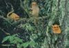 Three previously unknown ancient primates identified Kirk's father and Austin-based artist Randy Kirk produced his own rendering of what the species might have looked like.