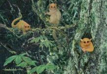 Three previously unknown ancient primates identified Kirk's father and Austin-based artist Randy Kirk produced his own rendering of what the species might have looked like.