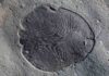 558 million years ago reveals earliest known animal Dickinsonia fossil