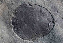 558 million years ago reveals earliest known animal Dickinsonia fossil