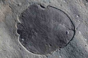 Dickinsonia fossil