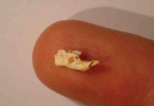 Ancient mice discovered by climate cavers Leggadina webbi jaw