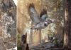 Chinese Cretaceous fossil highlights avian evolution Jinguofortis perplexus