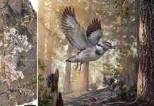 Chinese Cretaceous fossil highlights avian evolution Jinguofortis perplexus