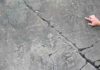 Earth’s oldest animals formed complex ecological communities Ediacara biota