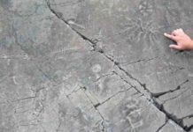 Earth’s oldest animals formed complex ecological communities Ediacara biota