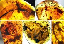 Fossils reveal diverse Mesozoic pollinating lacewings Kalligrammatids in Burmese amber