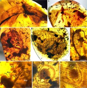 Kalligrammatids in Burmese amber