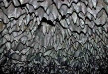 Geology of Lavacicle Caves Lavacicle Caves