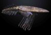 Half billion year old fossils offer new clues to how life exploded on the sea floor Pahvantia hastasta