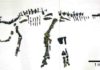 Japan’s largest complete dinosaur skeleton comes to life Mukawaryu