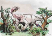Ledumahadi mafube: South Africa’s new jurassic giant Ledumahadi mafube