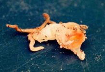 New plant species discovered in museum is probably extinct Thismia kobensis
