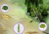 Researchers add surprising finds to the fossil record
