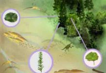Researchers add surprising finds to the fossil record