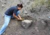 Searching for clues on extreme climate change The fossilized trees contain information about a drastic climate change 12,000 years before present.
