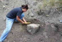 Searching for clues on extreme climate change The fossilized trees contain information about a drastic climate change 12,000 years before present.