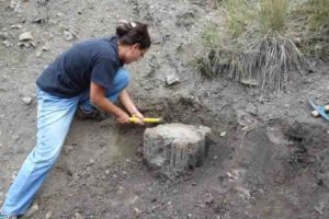 The fossilized trees contain information about a drastic climate change 12,000 years before present.